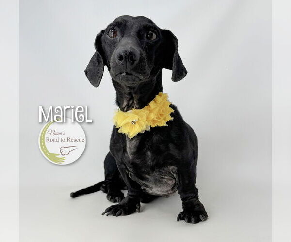 Medium Photo #4 Dachshund Puppy For Sale in Benton, LA, USA