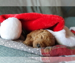 Small Photo #32 Goldendoodle Puppy For Sale in DENISON, TX, USA