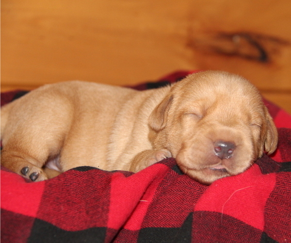 Medium Photo #2 Labrador Retriever Puppy For Sale in HYDE PARK, VT, USA