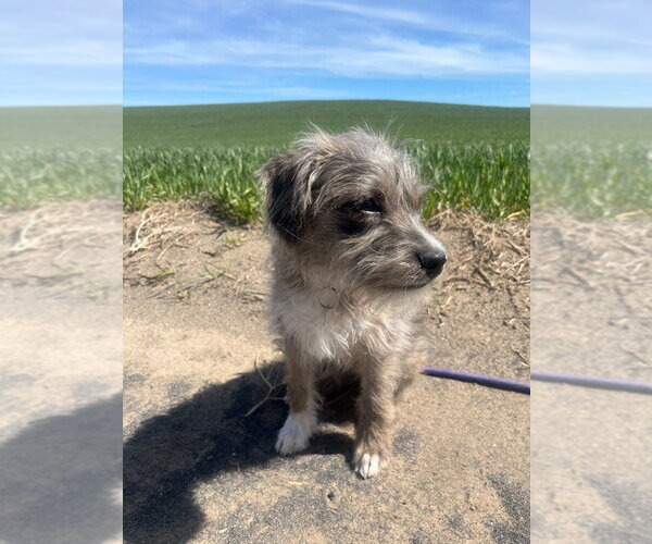 Medium Photo #2 Mutt Puppy For Sale in Salt Lake City, UT, USA