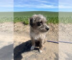 Small #1 Mutt