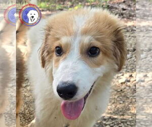 Great Pyrenees Dogs for adoption in Spring, TX, USA