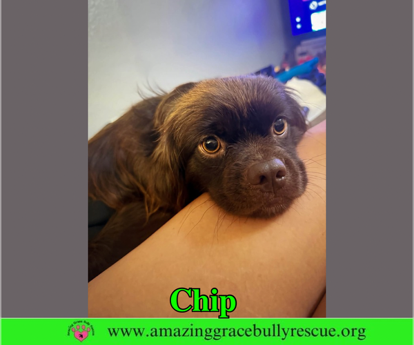 Medium Photo #2 Colonial Cocker Spaniel Puppy For Sale in Milton, FL, USA
