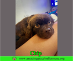 Small #1 Colonial Cocker Spaniel