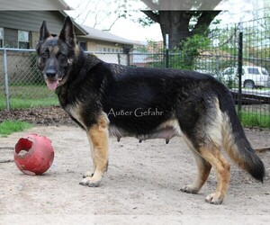Mother of the German Shepherd Dog puppies born on 03/30/2023