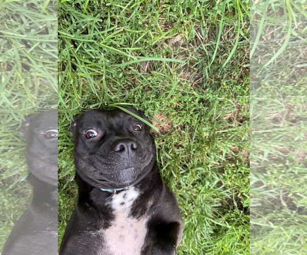 Medium Photo #8 Mutt Puppy For Sale in Doylestown, PA, USA