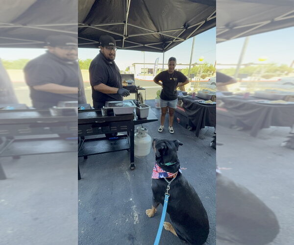 Medium Photo #14 Rottweiler Puppy For Sale in Gilbert, AZ, USA