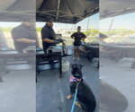 Small Photo #14 Rottweiler Puppy For Sale in Gilbert, AZ, USA
