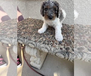 Medium Bernedoodle
