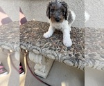 Puppy Princess Bernedoodle