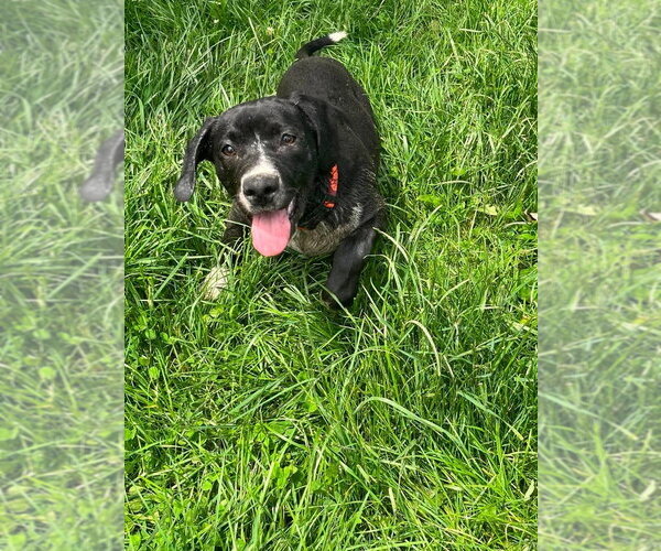 Medium Photo #11 Labbe Puppy For Sale in Osgood, IN, USA