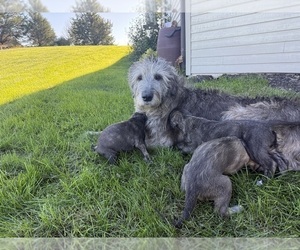 Irish Wolfhound Puppy for sale in ORD, NE, USA