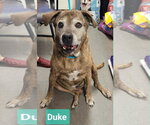 Small #2 Labrador Retriever Mix