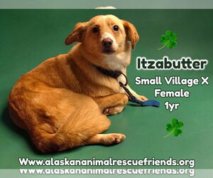 Mutt Dogs for adoption in Anchorage, AK, USA