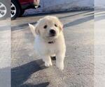 Small Golden Retriever-Samoyed Mix