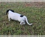 Small Photo #16 Dachshund Puppy For Sale in CHOCTAW, OK, USA