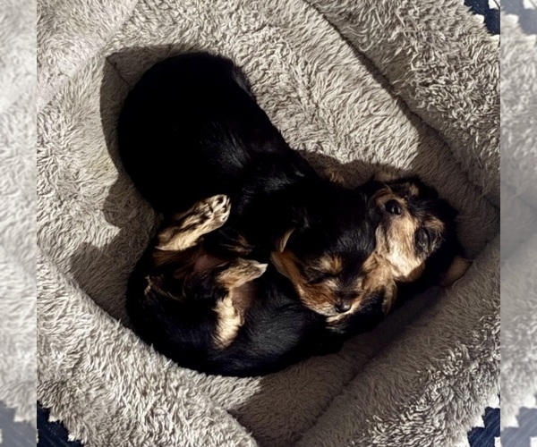 Medium Photo #6 Yorkshire Terrier Puppy For Sale in MARICOPA, AZ, USA