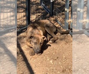 Catahoula Leopard Dog-Plott Hound Mix Dogs for adoption in Thorndale, TX, USA