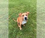 Small American Pit Bull Terrier