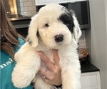 Puppy Pink Female Old English Sheepdog