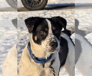 Mutt Dogs for adoption in Garden City, NY, USA