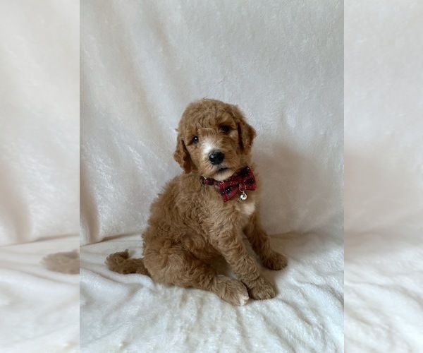 Medium Photo #8 Goldendoodle Puppy For Sale in CHESNEE, SC, USA