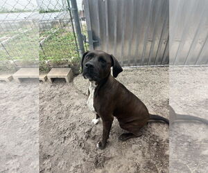 Labrador Retriever-Unknown Mix Dogs for adoption in Sanford, FL, USA