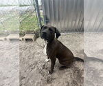 Small Labrador Retriever Mix