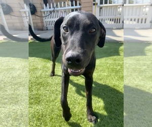 Labrador Retriever-Unknown Mix Dogs for adoption in La Verne, CA, USA
