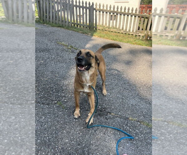 Medium Photo #8 Mutt Puppy For Sale in Springdale, PA, USA