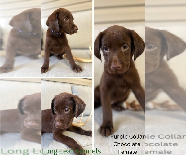 Medium Photo #13 Labrador Retriever Puppy For Sale in EASTMAN, GA, USA