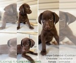 Small #12 Labrador Retriever