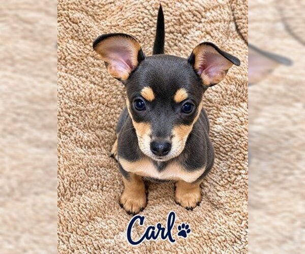 Medium Photo #3 Chihuahua-Unknown Mix Puppy For Sale in Fremont, CA, USA