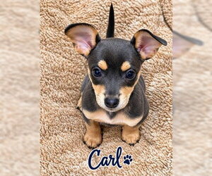 Carl - Male Chihuahua-Unknown Mix Dog for Adoption - Photo #3