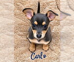 Small Photo #3 Chihuahua-Unknown Mix Puppy For Sale in Fremont, CA, USA