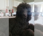 Small Photo #1 Poodle (Standard) Puppy For Sale in MILWAUKEE, WI, USA