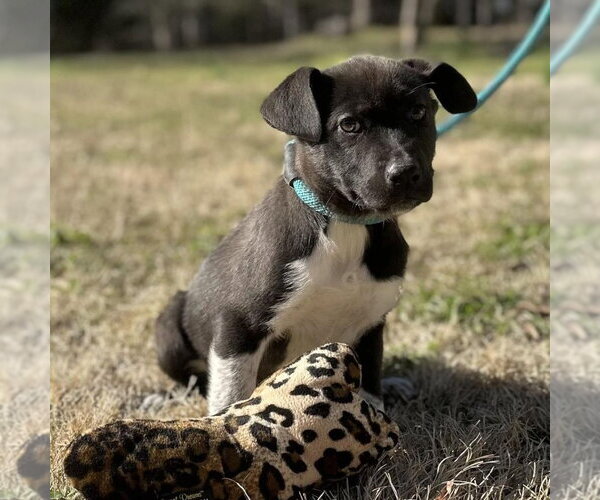 Medium Photo #2 Labrador Retriever Puppy For Sale in Yardley, PA, USA