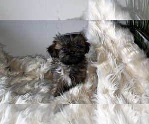 Shih Tzu Puppy for sale in MESA, AZ, USA