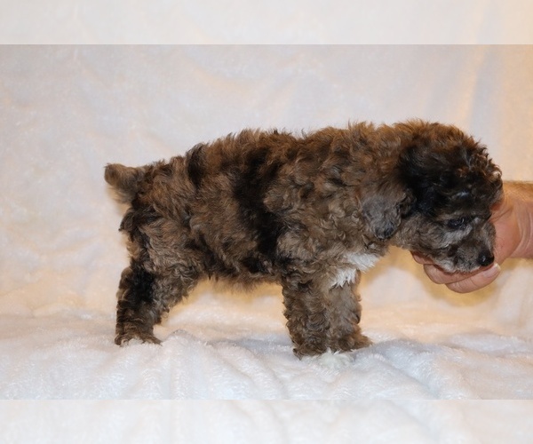 Medium Photo #11 Poodle (Toy) Puppy For Sale in DYERSBURG, TN, USA