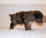 Small #10 Poodle (Toy)