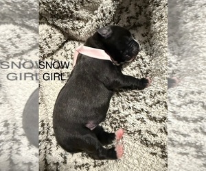 Cane Corso-Mastiff Mix Puppy for sale in FORT WAYNE, IN, USA