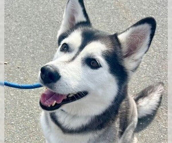 Medium Photo #1 Siberian Husky Puppy For Sale in Martinez, CA, USA