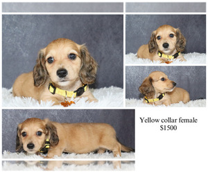 Dachshund Puppy for sale in INDEPENDENCE, IA, USA
