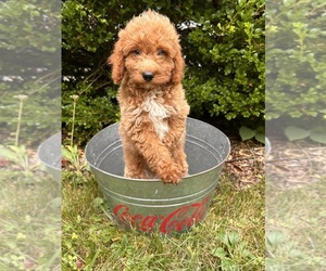 Goldendoodle (Miniature) Puppy for sale in MIDDLEBURY, IN, USA