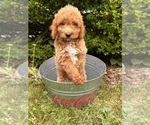 Image preview for Ad Listing. Nickname: Oliver