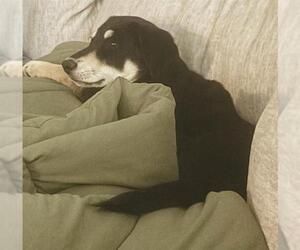 Labrador Retriever-Unknown Mix Dogs for adoption in San Antonio, TX, USA