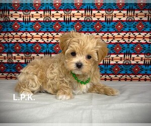 Maltipoo Puppy for sale in WINNSBORO, LA, USA