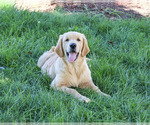 Georgie - Male Golden Retriever Puppy for Sale - Photo #3