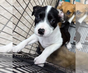 Anatolian Shepherd Dogs for adoption in Gilberts, IL, USA