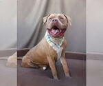 Small #1 American Pit Bull Terrier